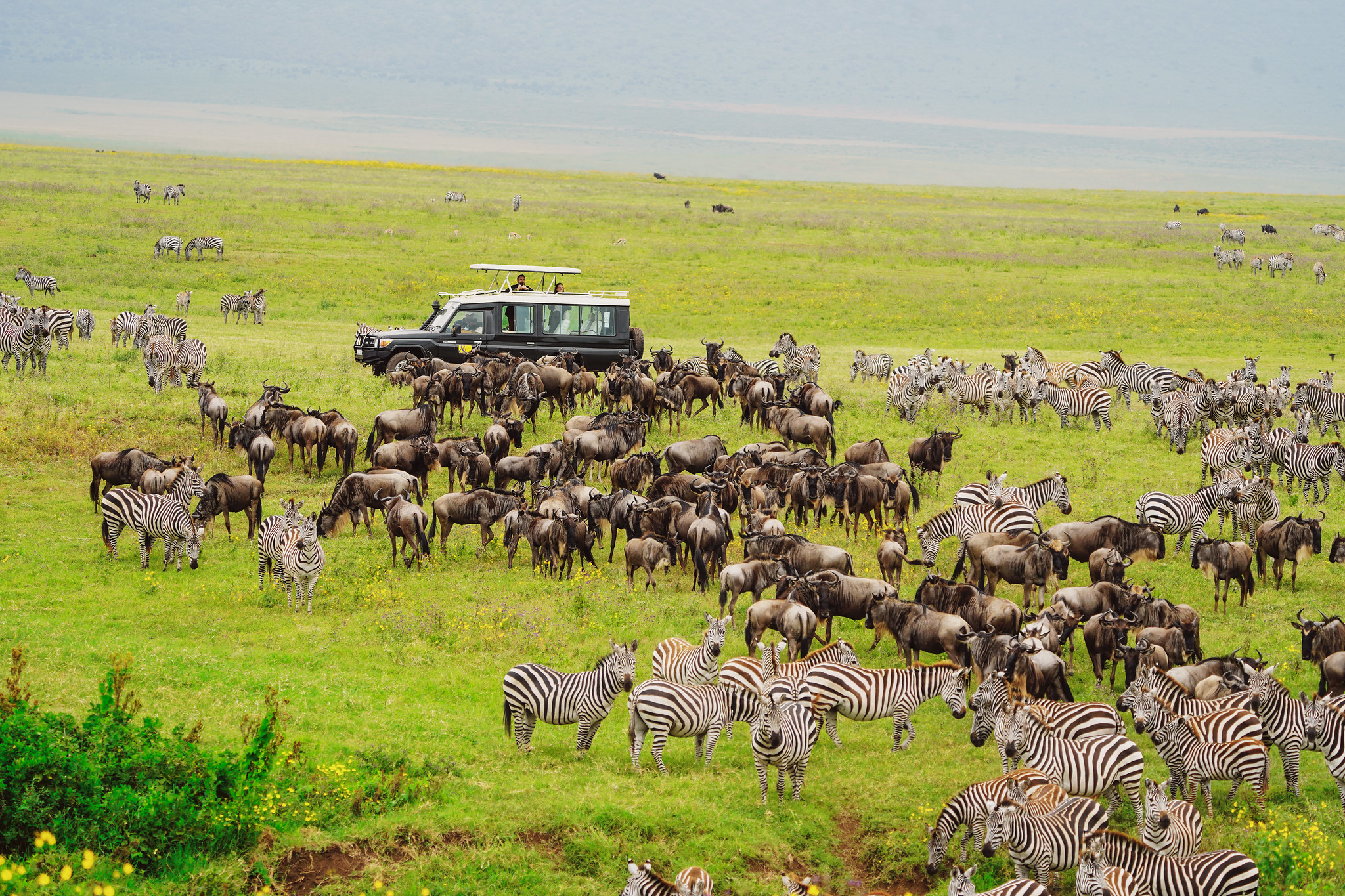 Safari and wildlife