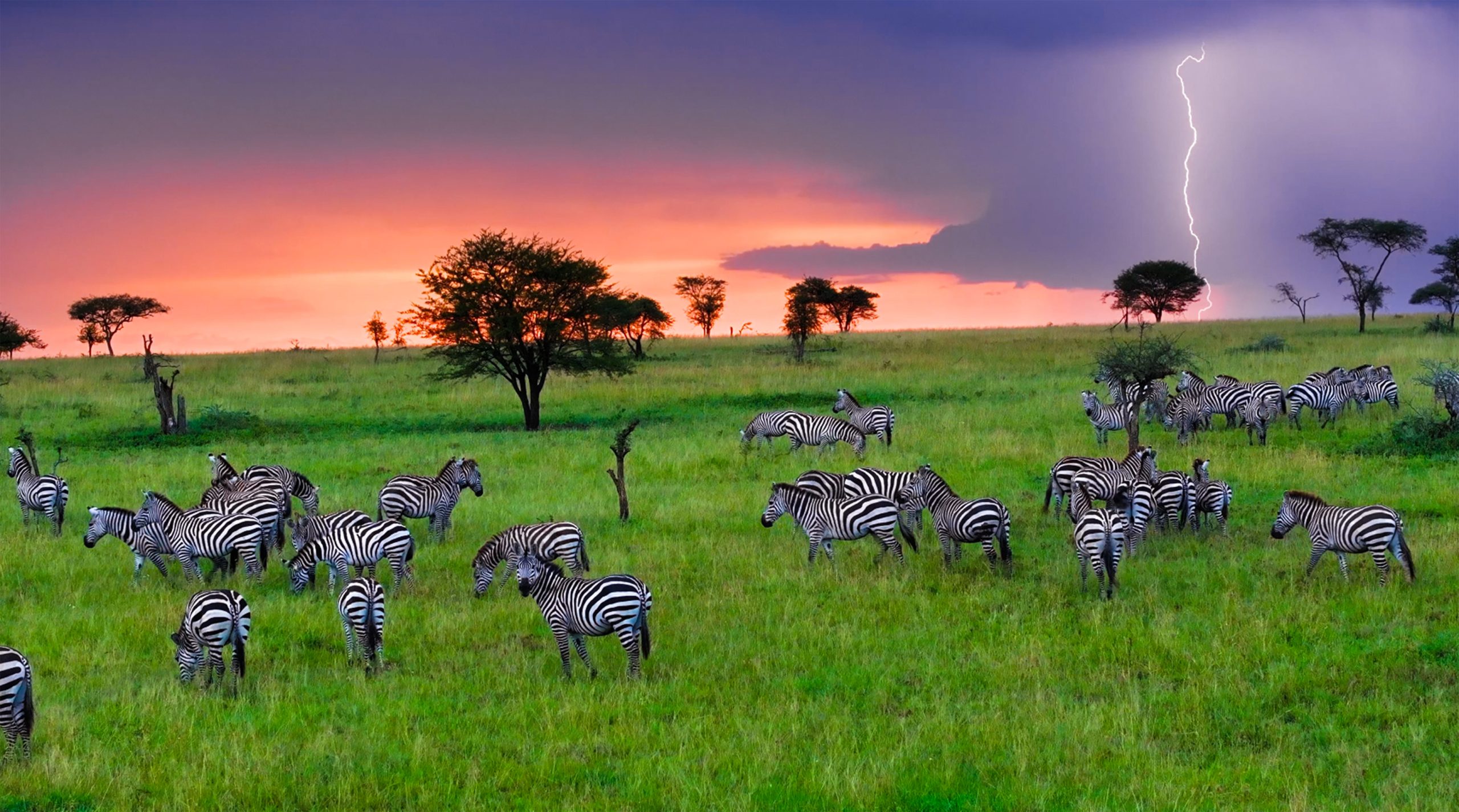 Serengeti green season landscapes